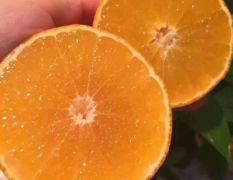 爱媛38号柑橘又名红美人 日本早熟杂柑优良品种