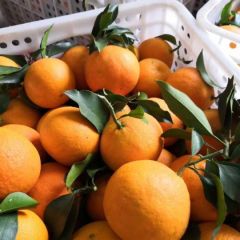 爱媛38果冻橙 整车 可采摘