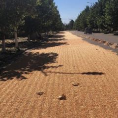 北京自家玉米粒出售干度100%，顺义北石槽自提