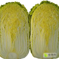 辽宁凌海黄心白菜上市了