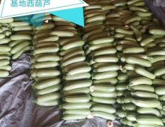 山东青州大棚瓜菜产区西葫芦已大量上市