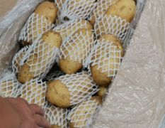山东省肥城市供应冷库精品土豆，量大从优。