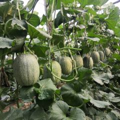 昌乐县西州蜜甜瓜大量上市中，品质保证，产地直销