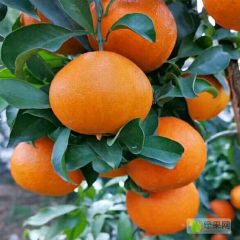 四川爱媛38果冻橙