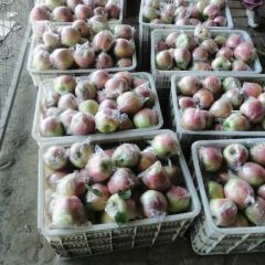 红星中秋王，黄元帅大量上市