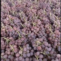 陕西行家庄的红提叫你来提货了