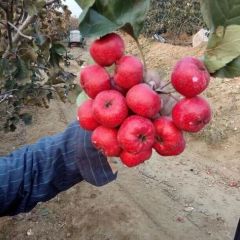 运城山楂大量上市， 市场火热，质量好价格公道