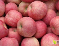 苹果价格上涨，其它水果价格继续保持下跌趋势