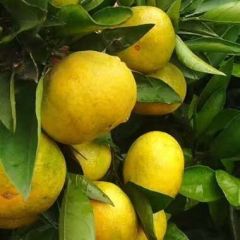 宜昌蜜桔之乡蜜桔出售啦