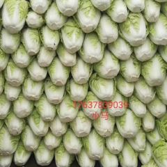 通许大白菜已大量上市！可存库！走市场！火爆进行中！