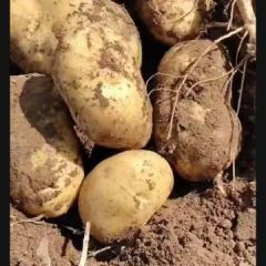 朝阳地土豆代办代发李