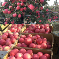代收辽宁省鞍山市台安县西平林场寒富苹果