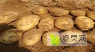 内蒙古多伦县沙土地产优质土豆大量出售