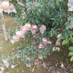 饶阳膜袋红星，早富士苹果