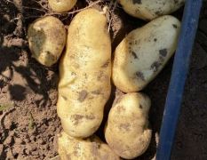 荷兰15黄心土豆大量现货开圈