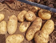 乌兰察布土豆求购100亩产量，寻求老板前来提货！