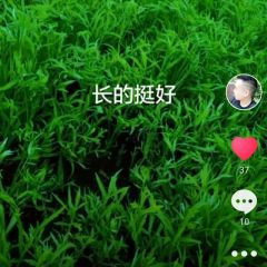 大量芦蒿长期合作