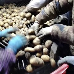 黑龙江土豆，荷兰，尤金885，