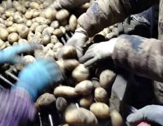 黑龙江土豆，荷兰，尤金885，