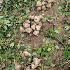 2020湖北省天门市多宝镇优质凉薯上市中