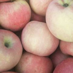 一年一季的纸袋红星喜获丰收