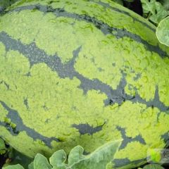 2020年出售百辰状元雷大西瓜