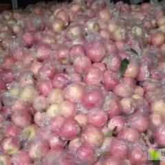 砀山万亩苹果直销产地，主产红富士，红星苹果等，销售全国各