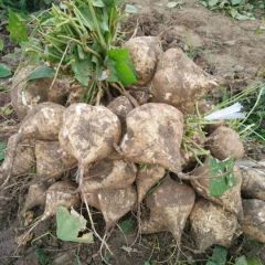 地瓜，半斤起步，欢迎咨询。