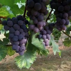 岳阳县有机户太八号葡萄