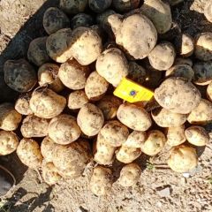 吉林扶余炎暑4土豆大量上市了