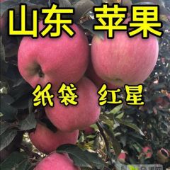 山东苹果产地 潍坊红星苹果大量上市