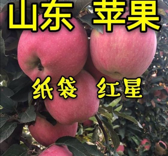 2020年山东寒亭红星价格