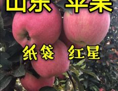 山东苹果产地 潍坊红星苹果大量上市