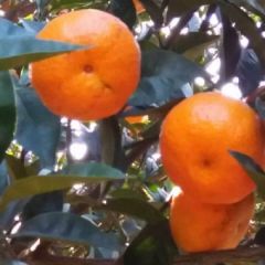 供应南丰蜜广桔，棉桔，臭皮广和沙糖桔口感一样化渣国庆节上