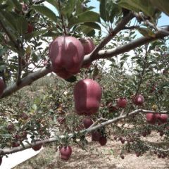甘肃秦安花牛有货开园预定