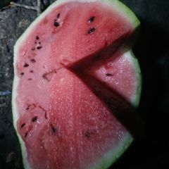 佳木斯地雷瓜 全国代发信用第一。