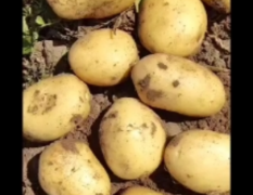 黄心土豆，产地直供