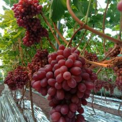 葡萄供应 诚信合作