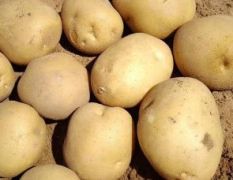 乌审旗土豆 现有大量优质土豆出售