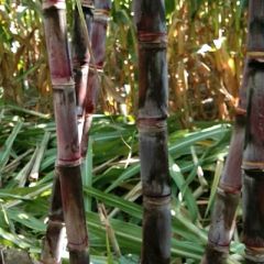 富星水果行黑皮甘蔗