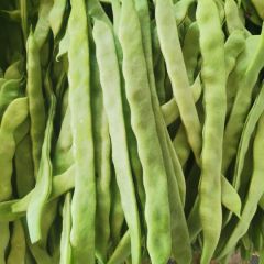 聊城秋季青扁豆大量上市，产地直销，超市专供！