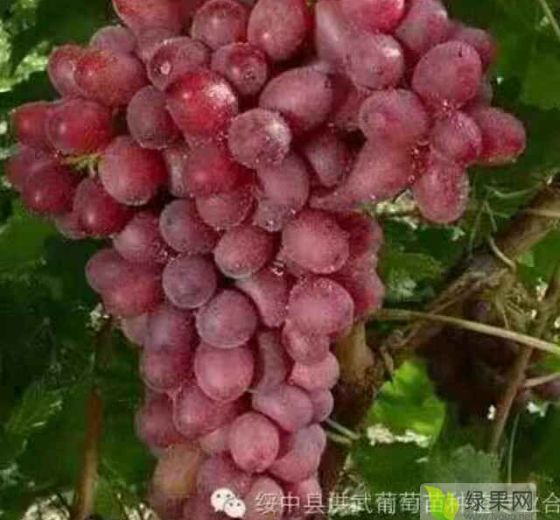 2020年云南宜良克伦生价格