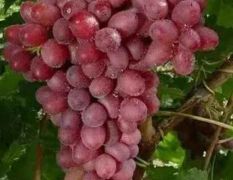 昆明市宜良县优质克伦生葡萄，串大，口感适合