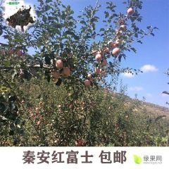 秦安红富士 包邮