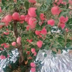 大量寒富苹果以上市，色度好，口感好，按需分拣，协助找车