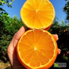 四川眉山爱媛橙产地直发，一件代发
