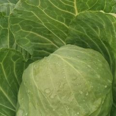 山东青州韩绿甘蓝大量上市