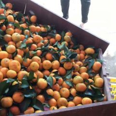 广西供应沙糖桔