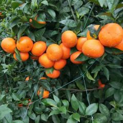 广西供应优质沃柑