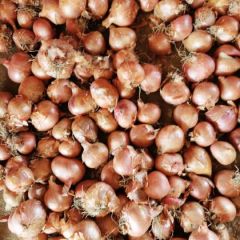 农安县手选大毛葱